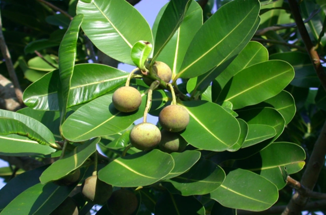 福木花種植 福木花種植