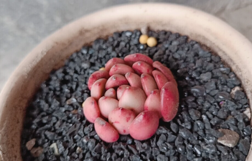 多肉植物換盆技巧