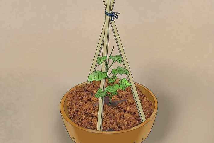 陽台小黃瓜盆栽 陽台小黃瓜盆栽