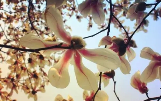 玉蘭花寵物安全