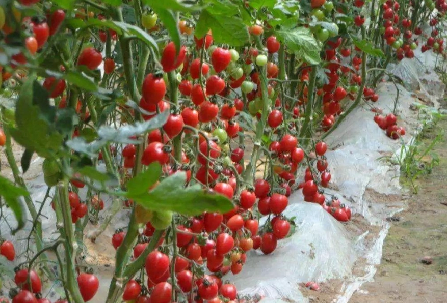 牛番茄病虫害防治 牛番茄病虫害防治