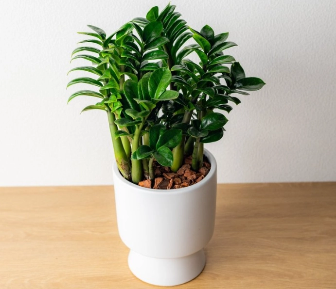 金錢樹養護技巧 金錢樹養護技巧