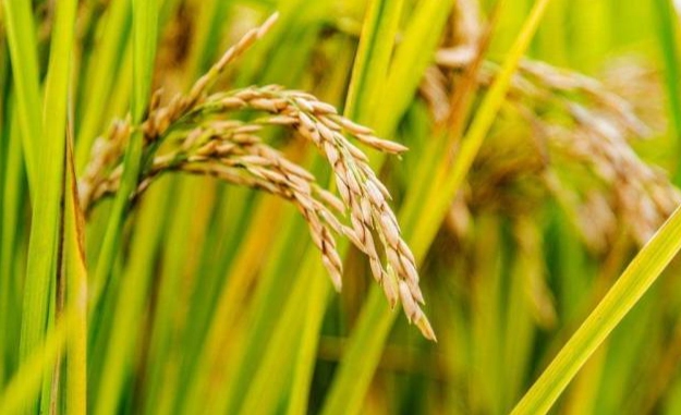 禾本科雜草防治 禾本科雜草防治