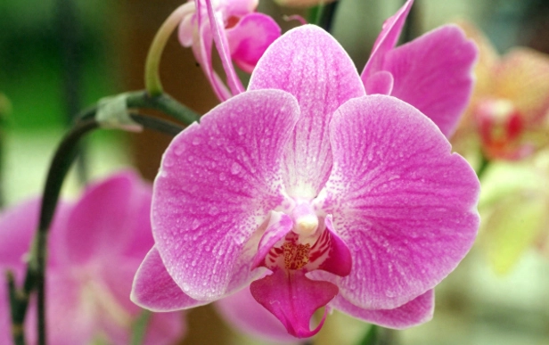 兰花叶子软化解救 兰花叶子软化解救