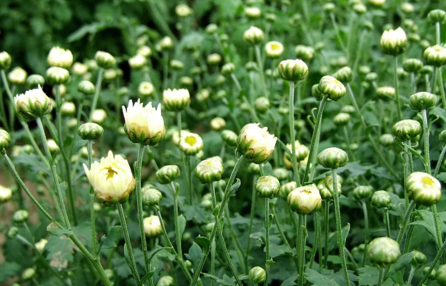 杭菊功效 杭菊功效