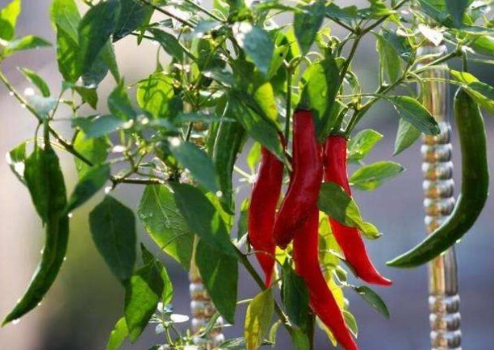 辣椒種植技巧 辣椒種植技巧