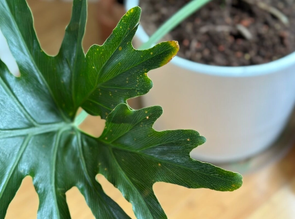 植物葉子變黃處理