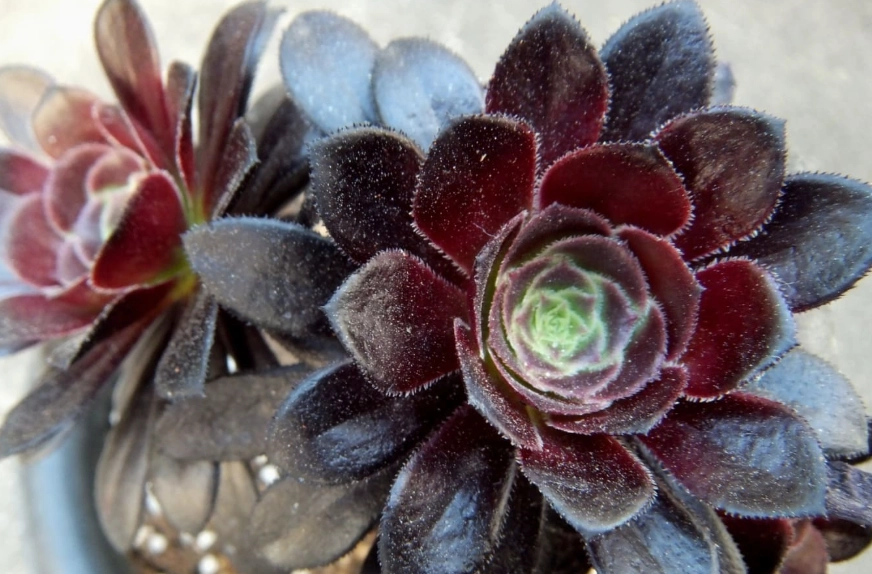 多肉植物生長 多肉植物生長