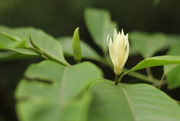 白蘭花樹種植 白蘭花樹種植
