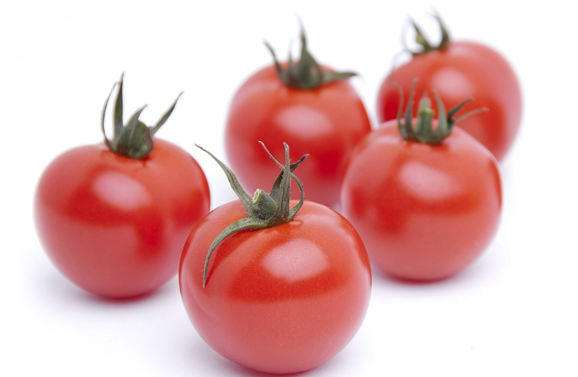 小番茄栽培季節