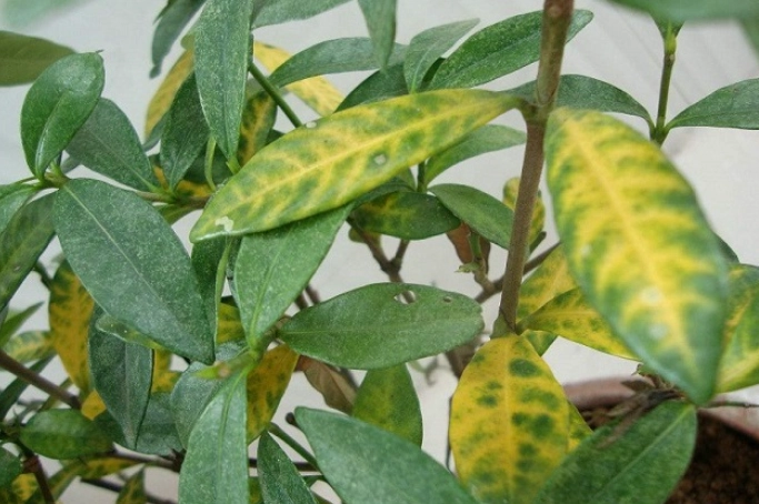 叶子变黄解决方法