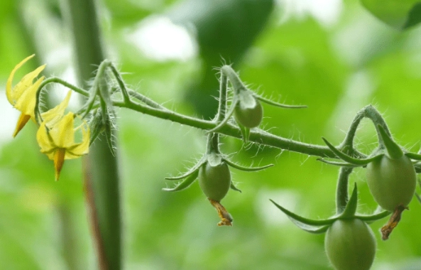 番茄施肥時機