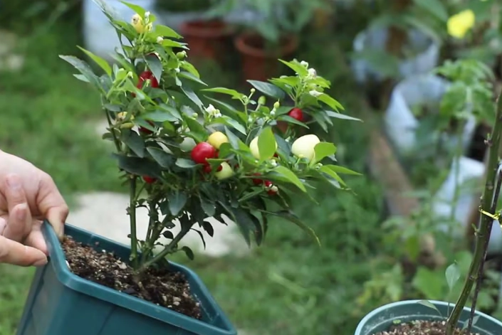 盆栽辣椒照顧技巧 盆栽辣椒照顧技巧
