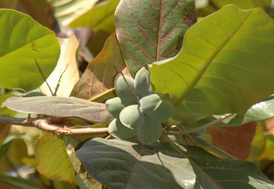 大葉欖仁修剪 大葉欖仁修剪