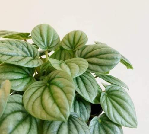 金璽美鐵芋照顧