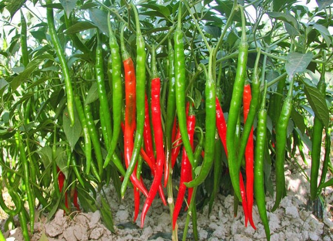 辣椒肥料