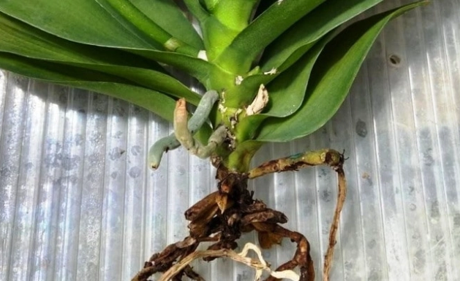 蘭花分株注意事項