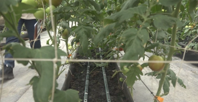 小蕃茄病蟲害防治