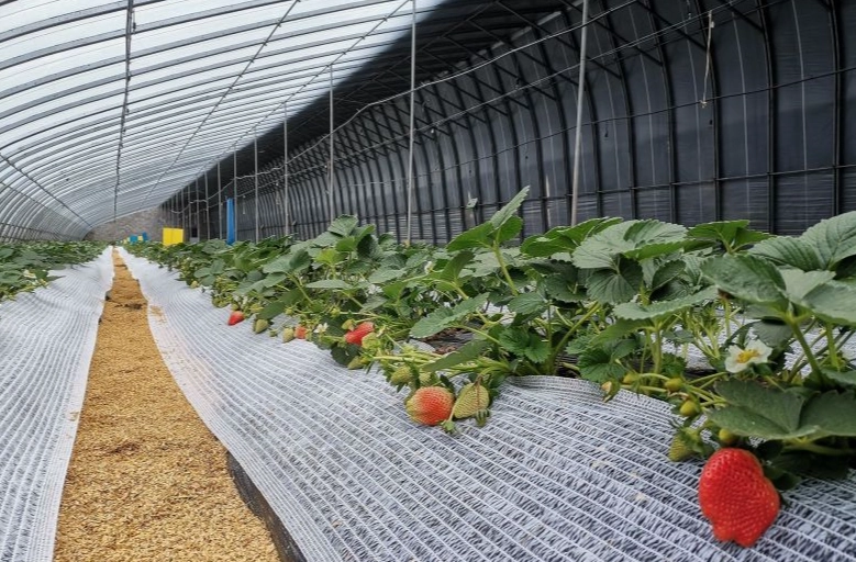 採草莓季節