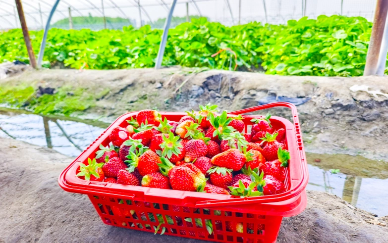 採草莓季節