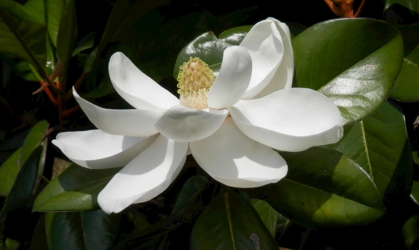 玉蘭花葉子禁忌