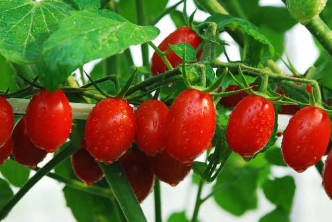 小番茄種植技巧 小番茄種植技巧