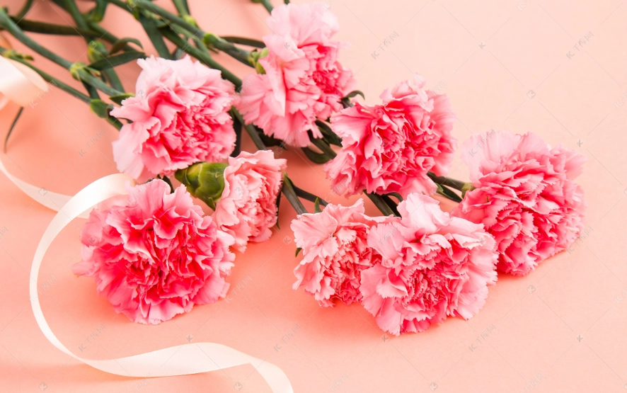 康乃馨對貓有毒