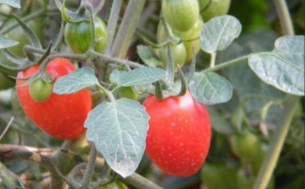 小蕃茄病蟲害防治