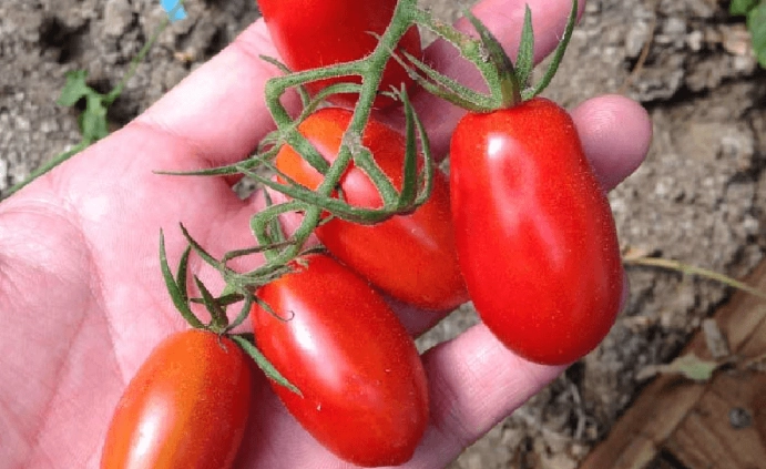 小番茄施肥方法