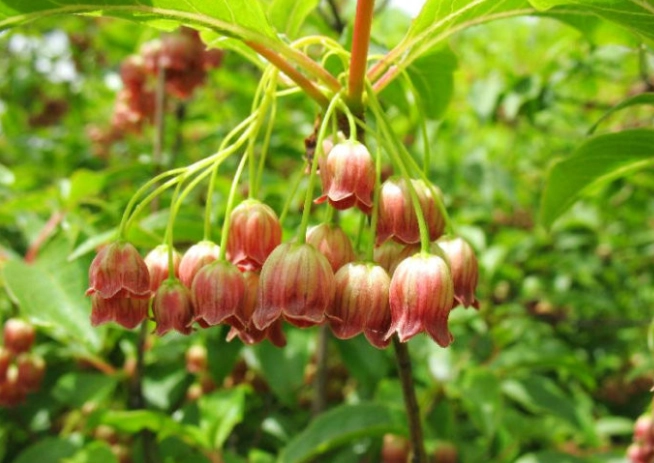 吊鐘樹種植方法