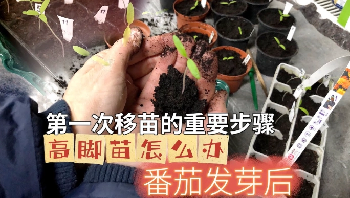小蕃茄種植方法