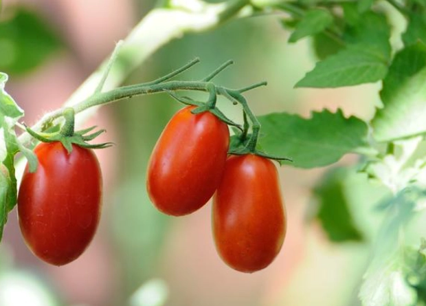 番茄結果期管理 番茄結果期管理