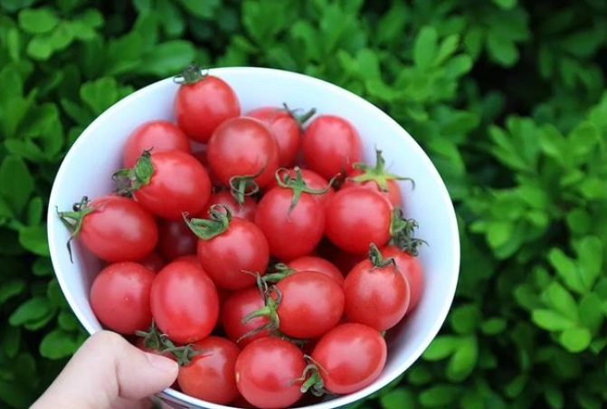 番茄結果期管理 番茄結果期管理