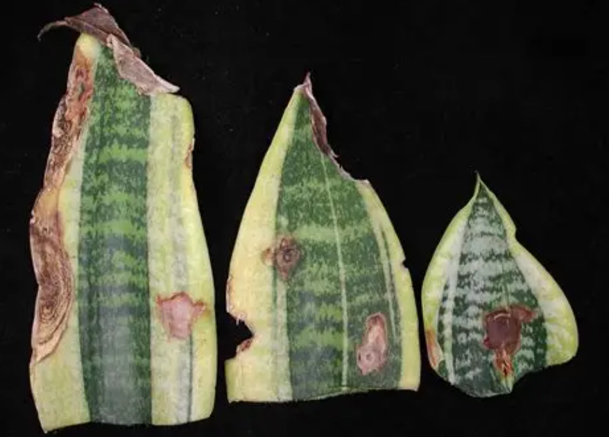 虎尾蘭軟腐病症狀 虎尾蘭軟腐病症狀