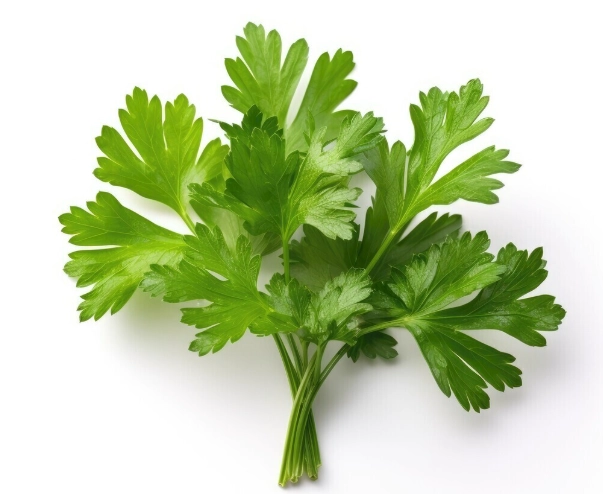 如何防止香菜變黃