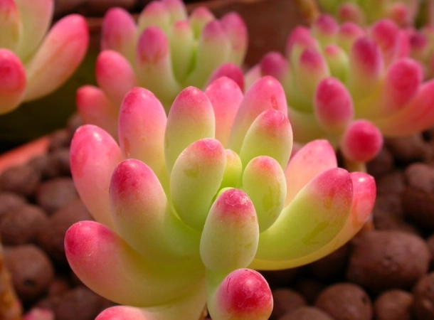 景天科多肉植物