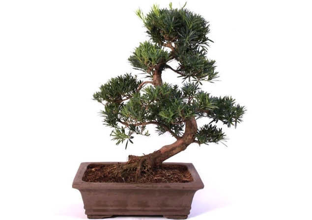 羅漢松盆栽養護