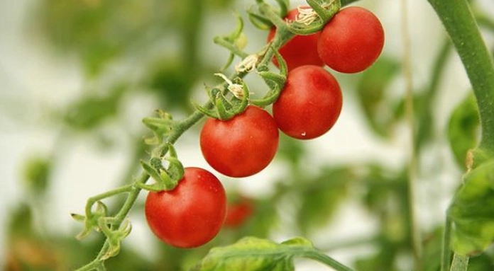 小番茄施肥時機