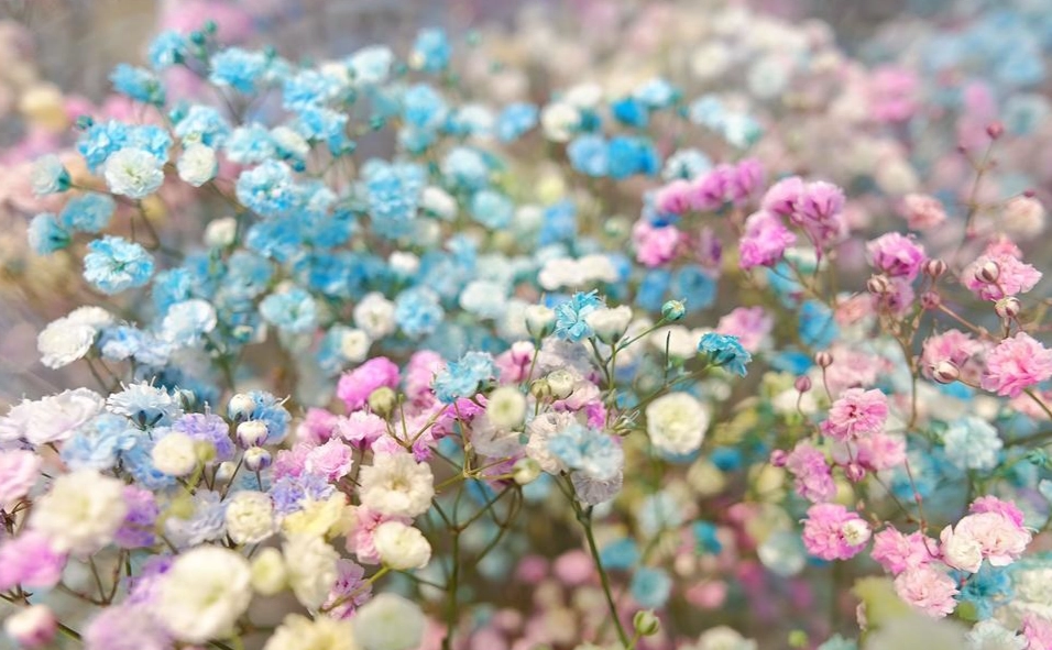 蘭花種植常見問題