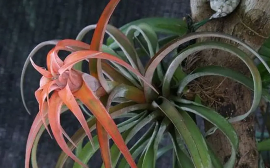 香港空氣草養護