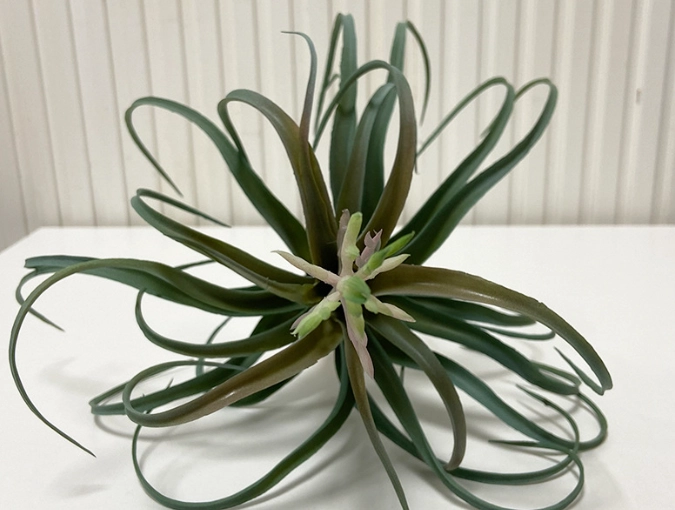 空氣草淨化空氣