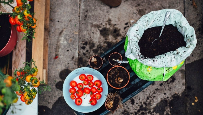 陽台小蕃茄栽培