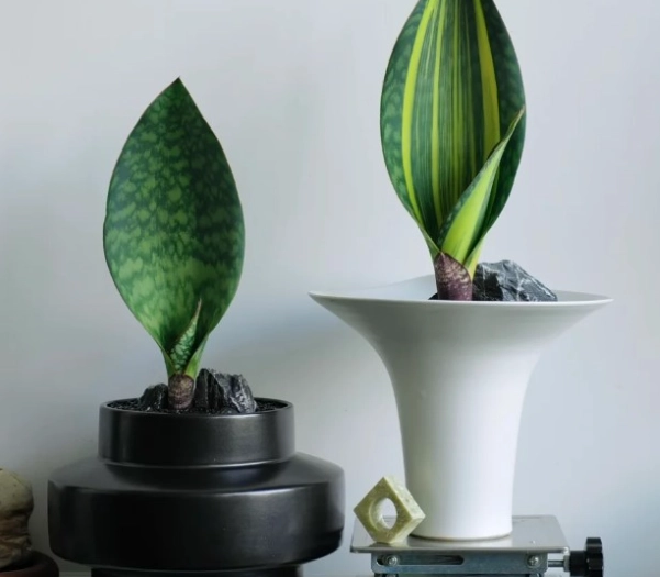 虎尾蘭軟腐病治療 虎尾蘭軟腐病治療