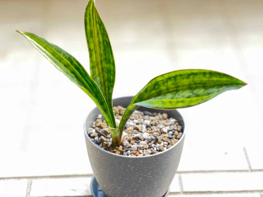 虎尾蘭澆水注意事項