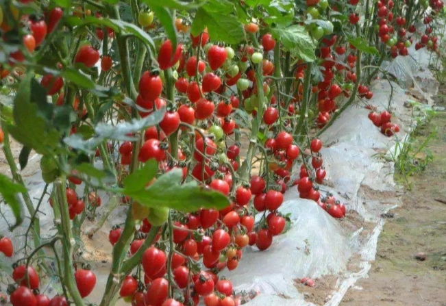 小蕃茄種植方法