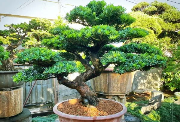 羅漢松盆栽養護
