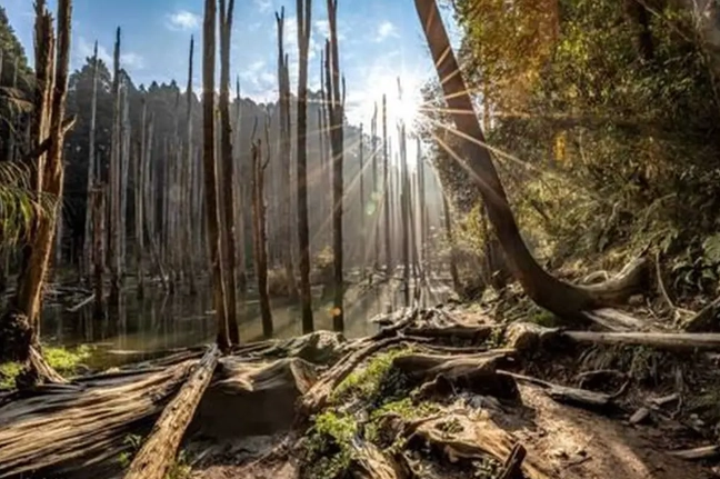 忘憂森林路線長度