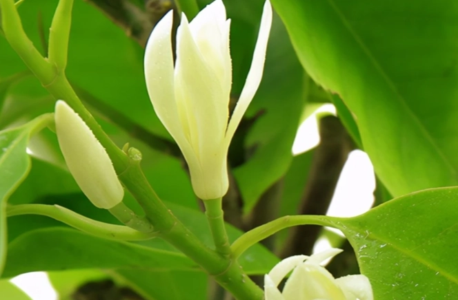 白蘭花開花時間