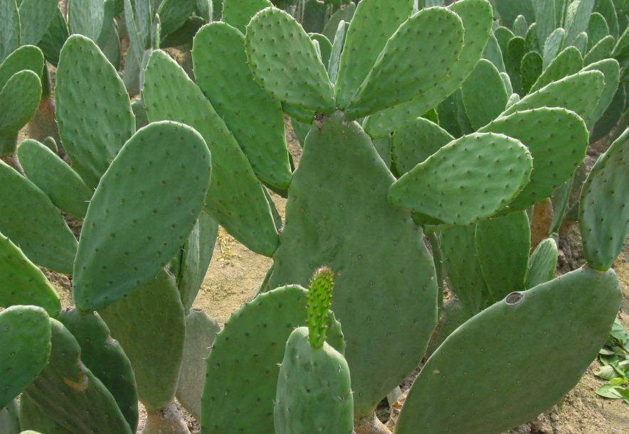 仙人掌光照需求