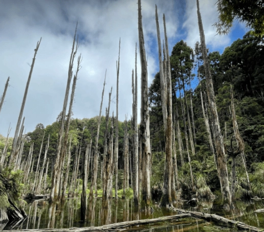 忘憂森林路線長度